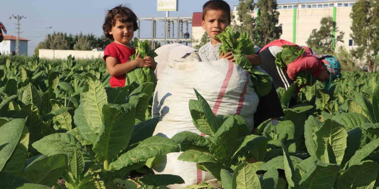 Enkaz kentte tütündeki verimlilik çiftçiyi mutlu etti