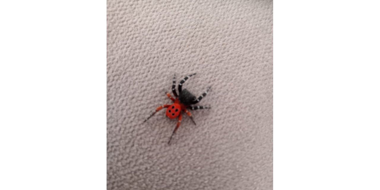 Gördes’te zehirli uğur böceği örümceği görüldü