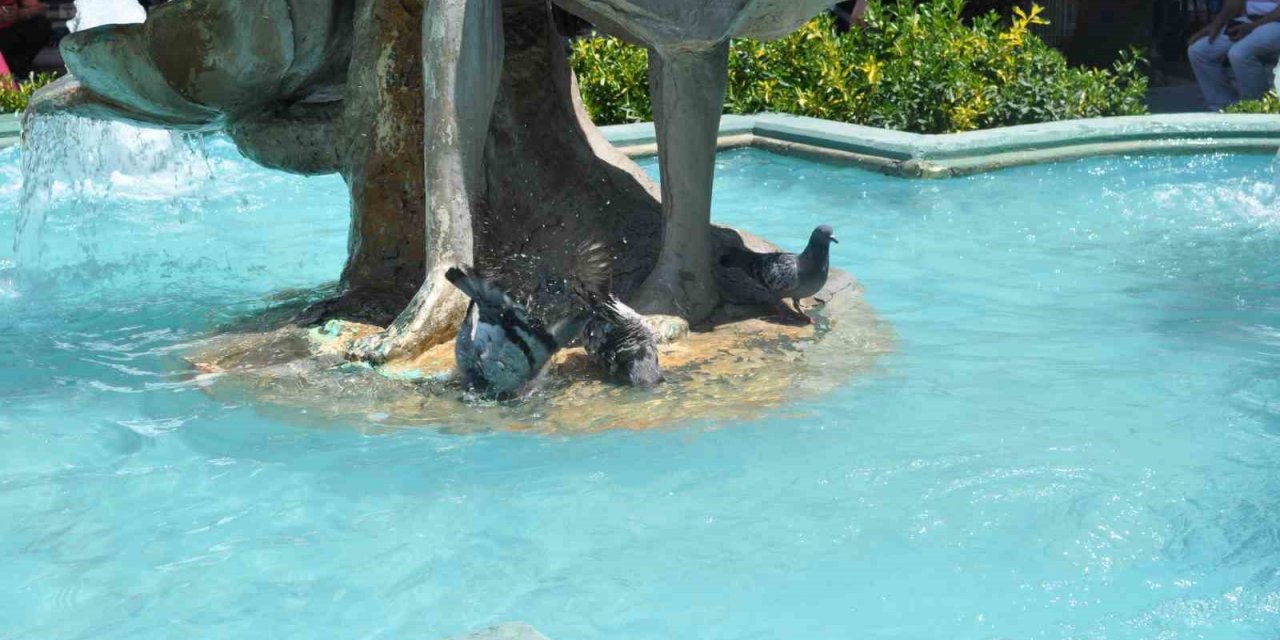 Sıcaktan bunalan güvercinler havuza girerek serinledi
