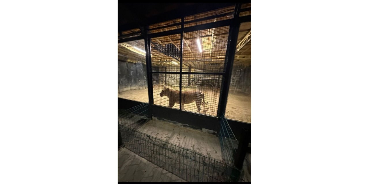 Beykoz’da ormanda ‘aslan avı’