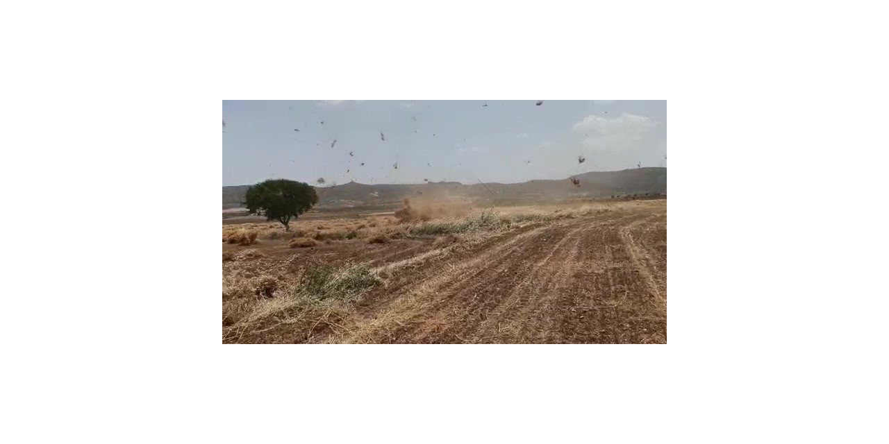 Gercüş’te fırtına mercimek tarlasını birbirine kattı