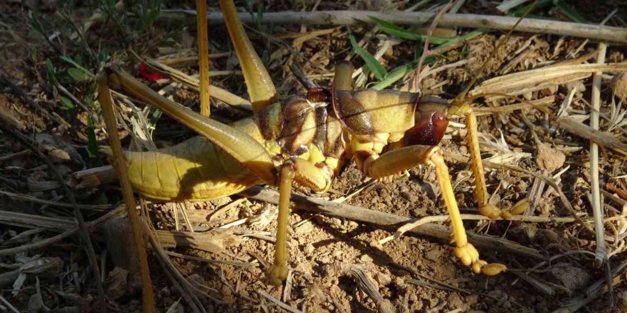Gercüş’te etçil dev çekirge görenleri şaşırttı