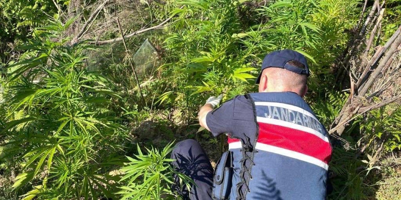 Sinop’ta yasa dışı kenevir ekimi: 1 gözaltı