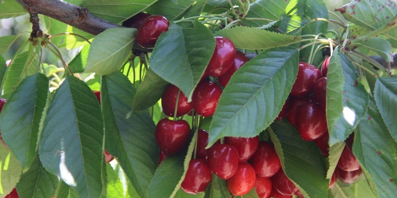 Afyonkarahisar’da kiraz alım sorunu çözüldü, hasat tekrar başladı