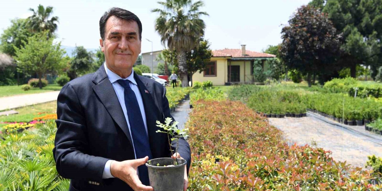 Tarihi İnkaya Çınarı geleceğe taşınıyor