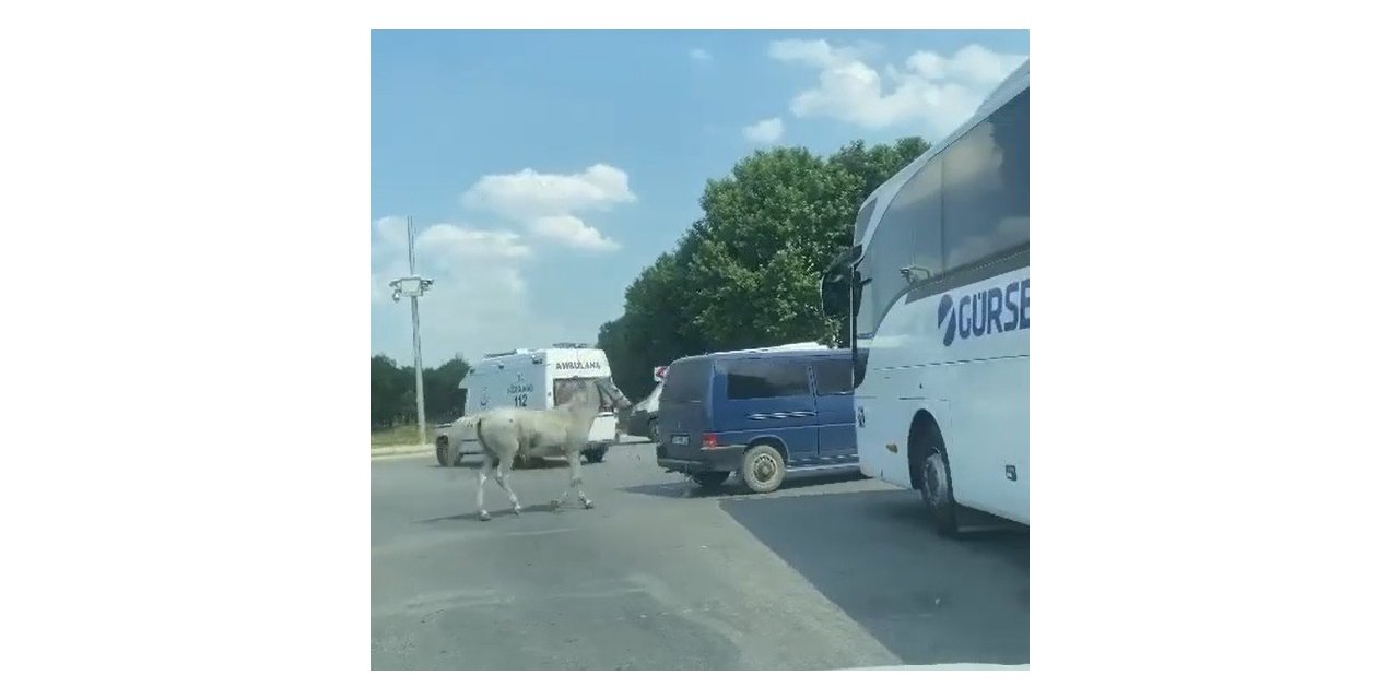 40 derecede atı aracın arkasına bağlayıp koşturdular