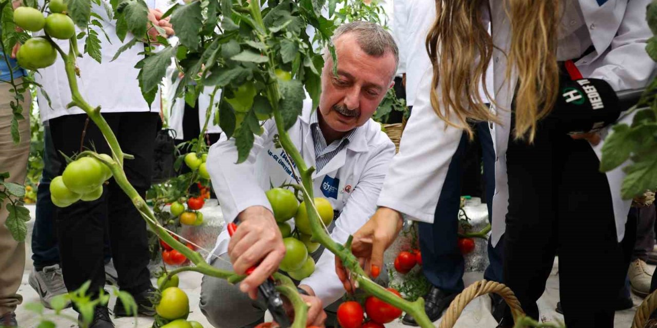 Tarımda ilk olan sistemde hasat heyecanı