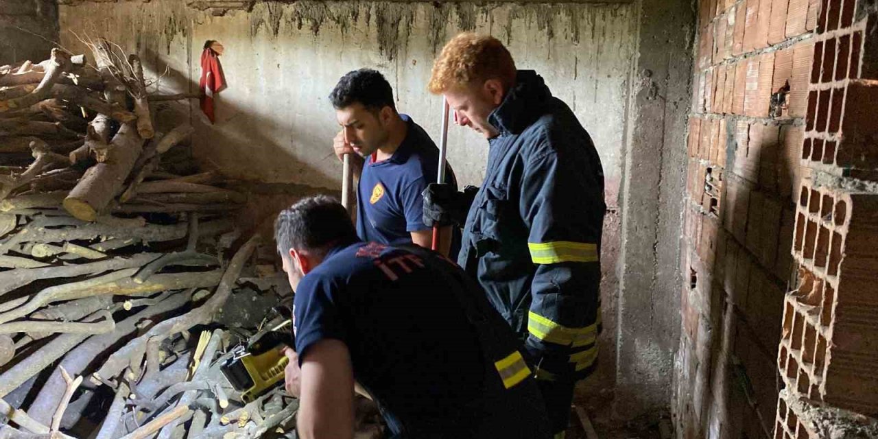 Yılan ihbarı itfaiye ekiplerini harekete geçirdi