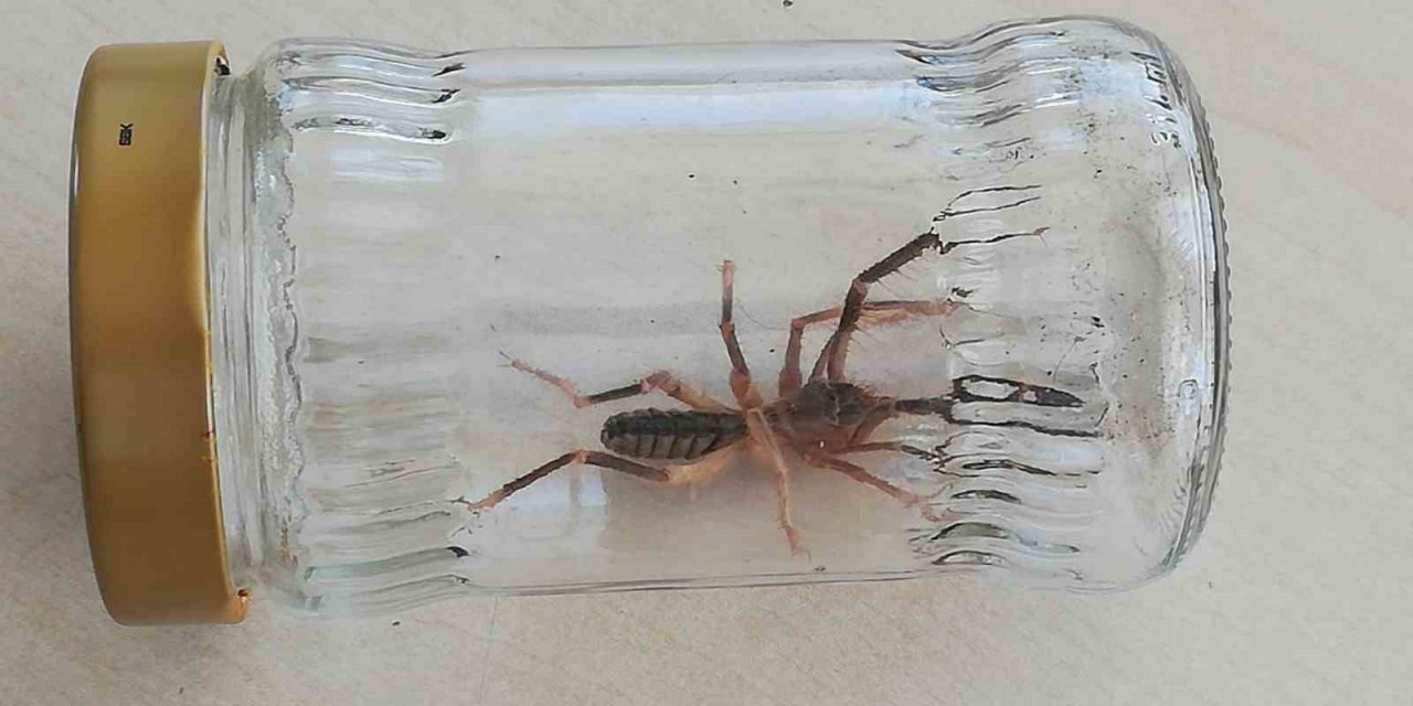 Sungurlu’da “sarıkız” örümceği paniği