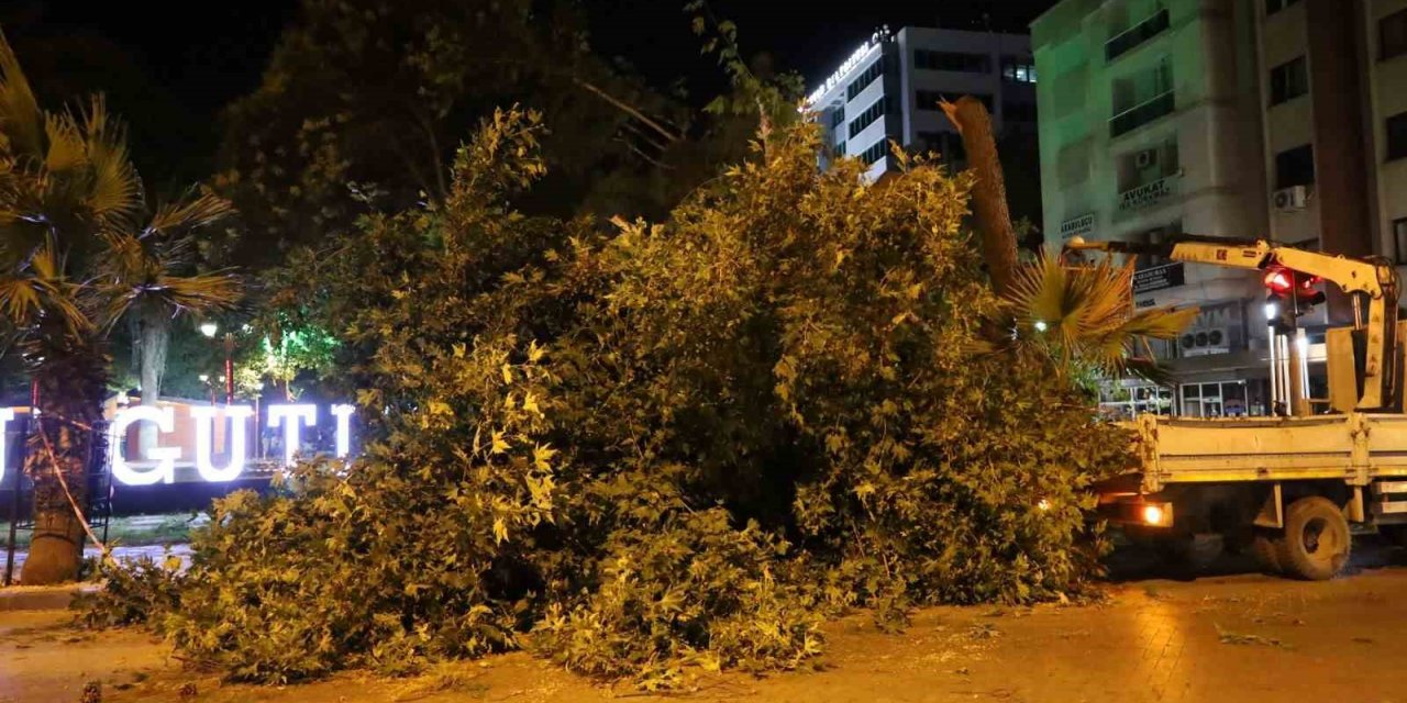 Turgutlu’da fırtına ağacı devirdi