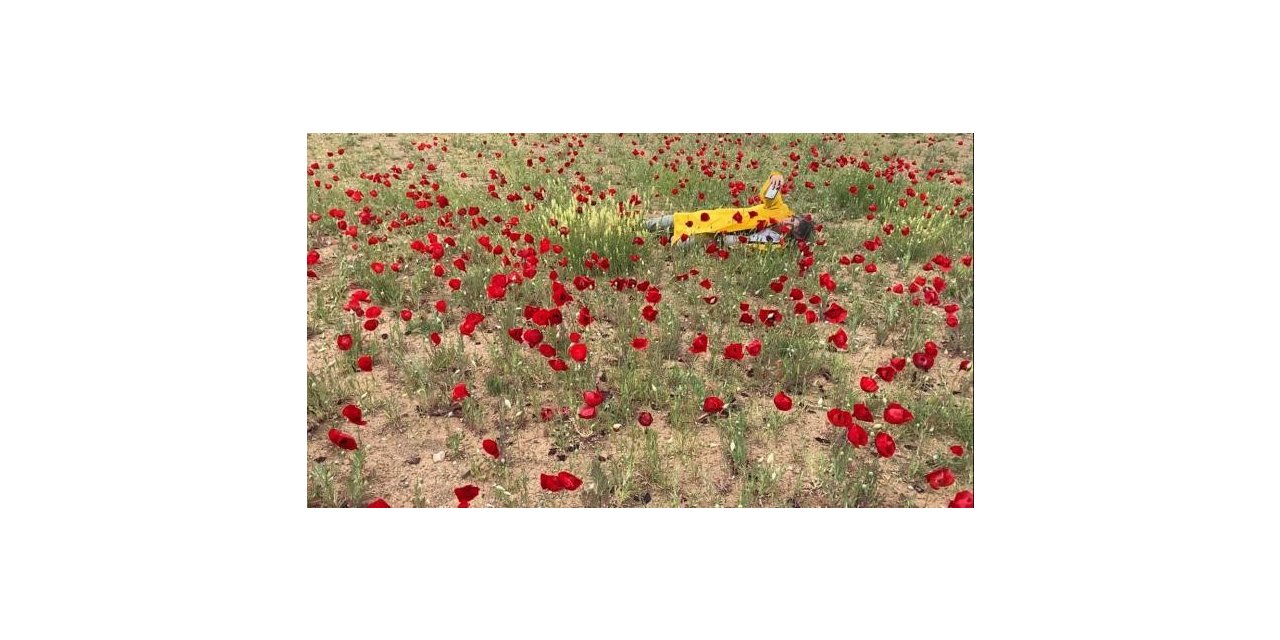 Sanatçı profesörden “Bir Bitki Bir Selfie: Gelincikler” performansı