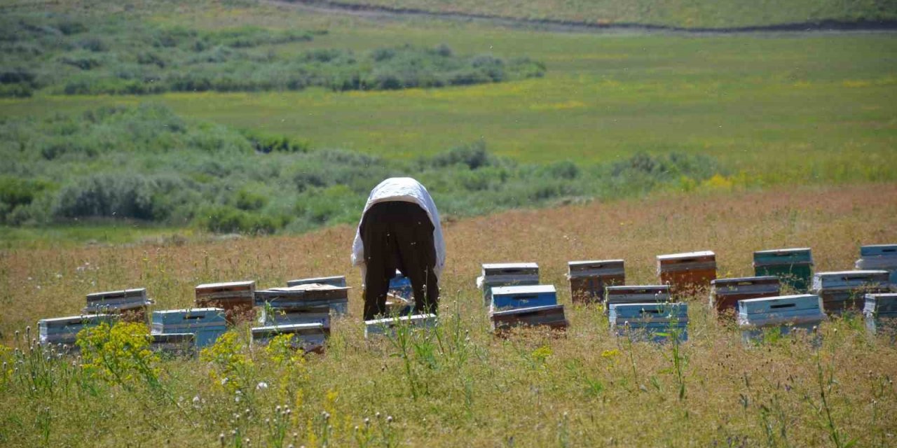 Faraşin ve Avaspi yaylaları 40 bin arılı kovana ev sahipliği yapacak