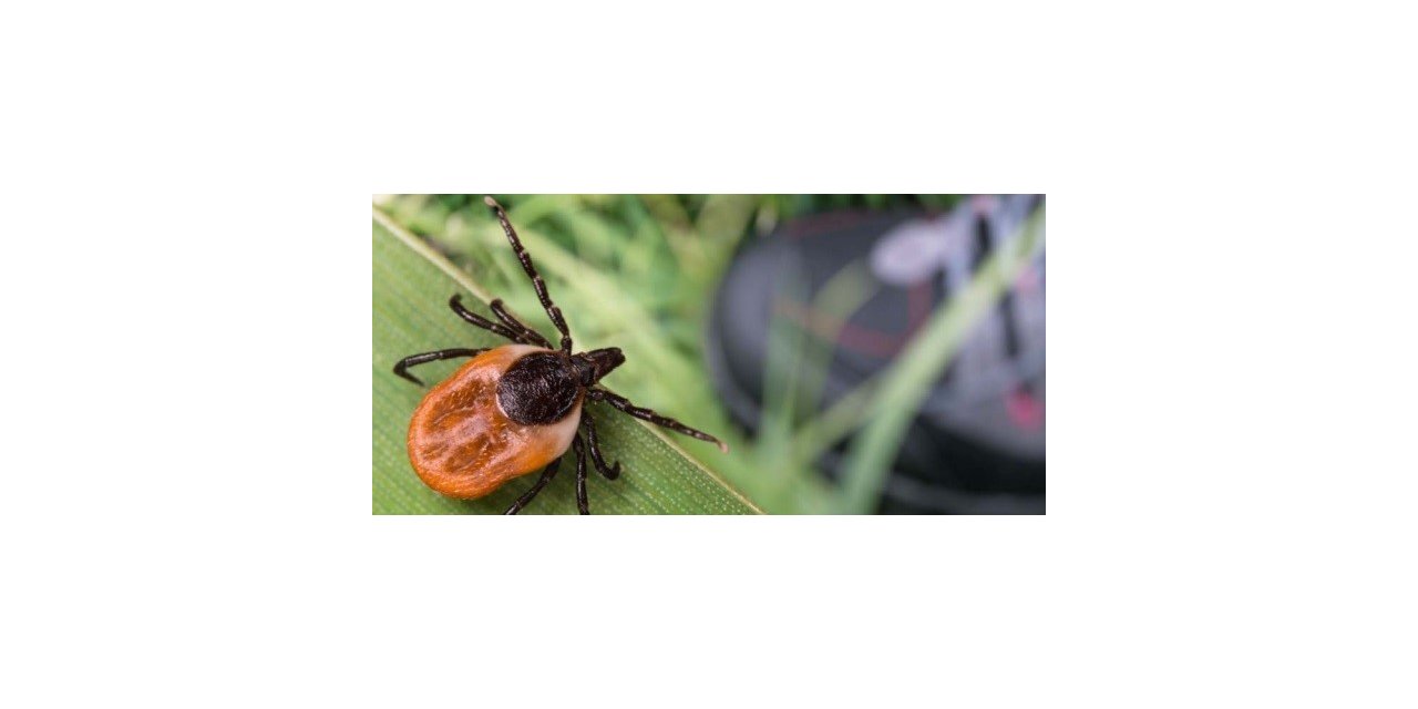 Erzurum’da kuzey ilçeleri kene açısından riskli