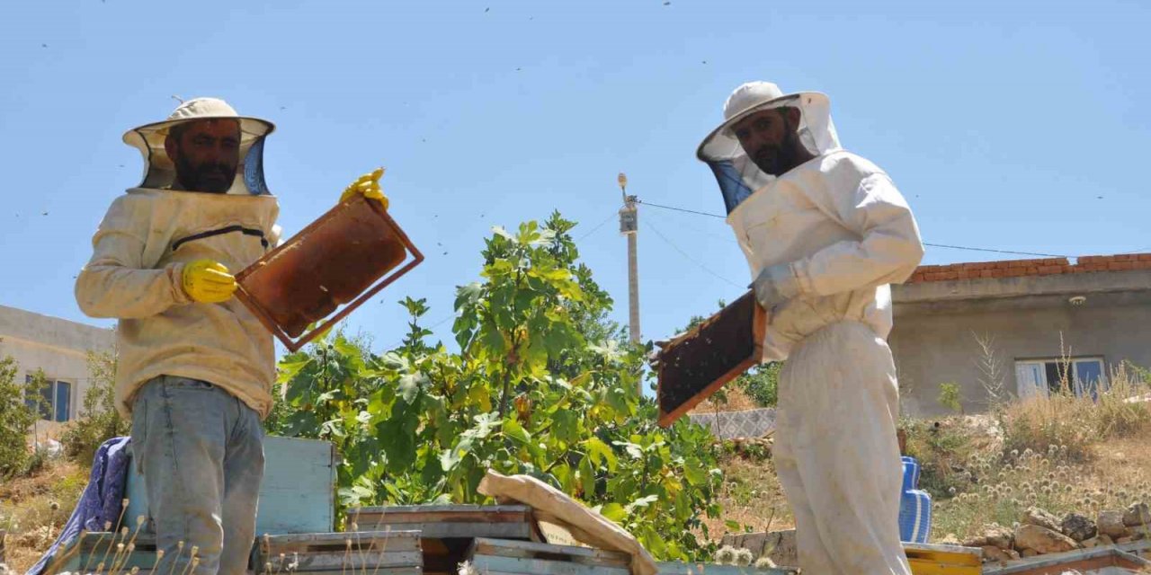 Mardin’de doğal güzelliğiyle bilinen Gurs Vadisi’nde bal hasadı başladı