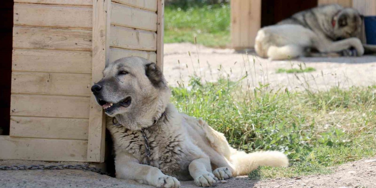 Havalar ısında kangallar bunalıma girmeye başladı