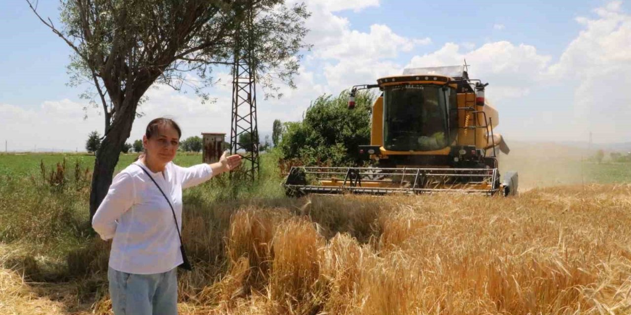 Hububat hasadı arpa hasadı ile başladı