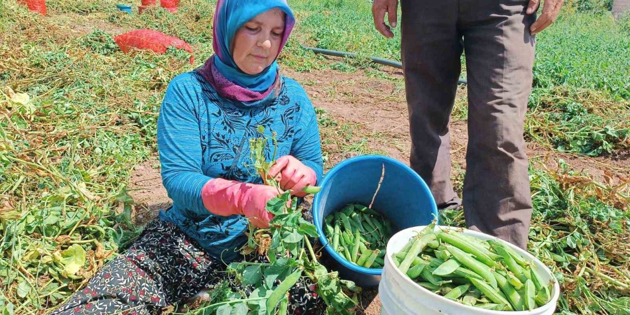 Alternatif ürün olarak ekimi gerçekleştirilen bezelyede hasat başladı
