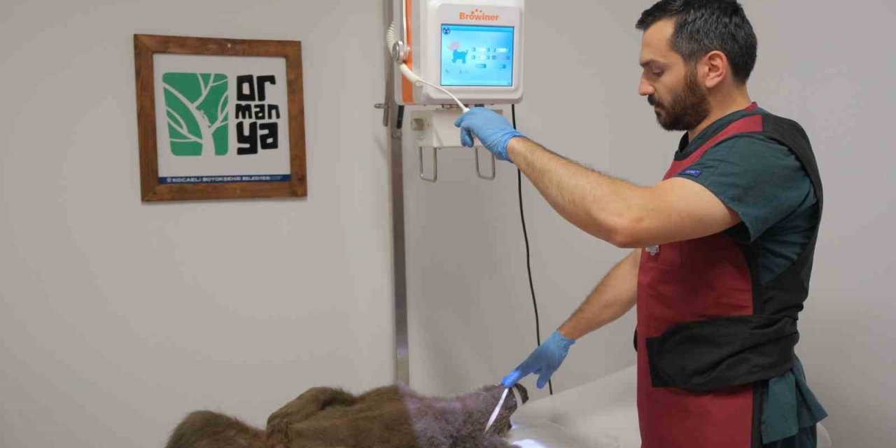 Yaralı yavru ayı için seferber oldular