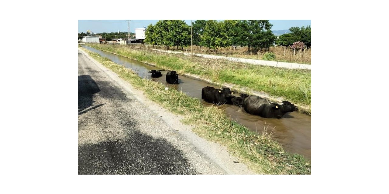 Sulama kanalına giren büyükbaş hayvanları itfaiye kurtardı