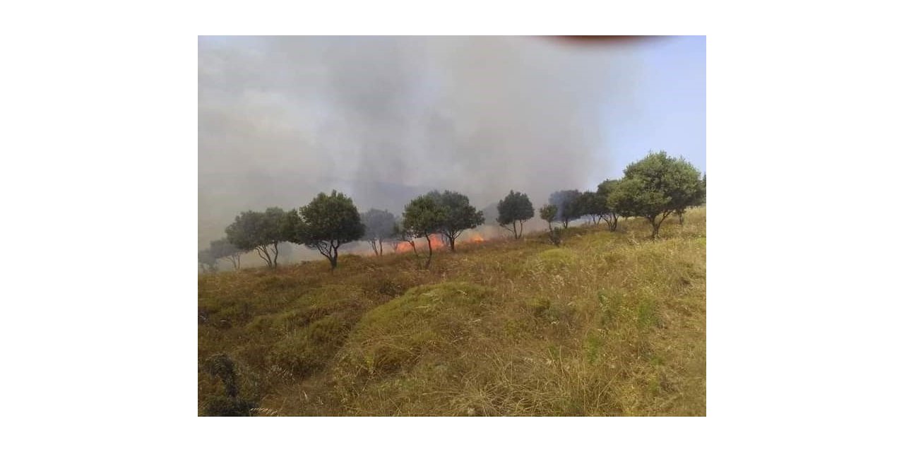 Paşalimanı adasında yangın paniği