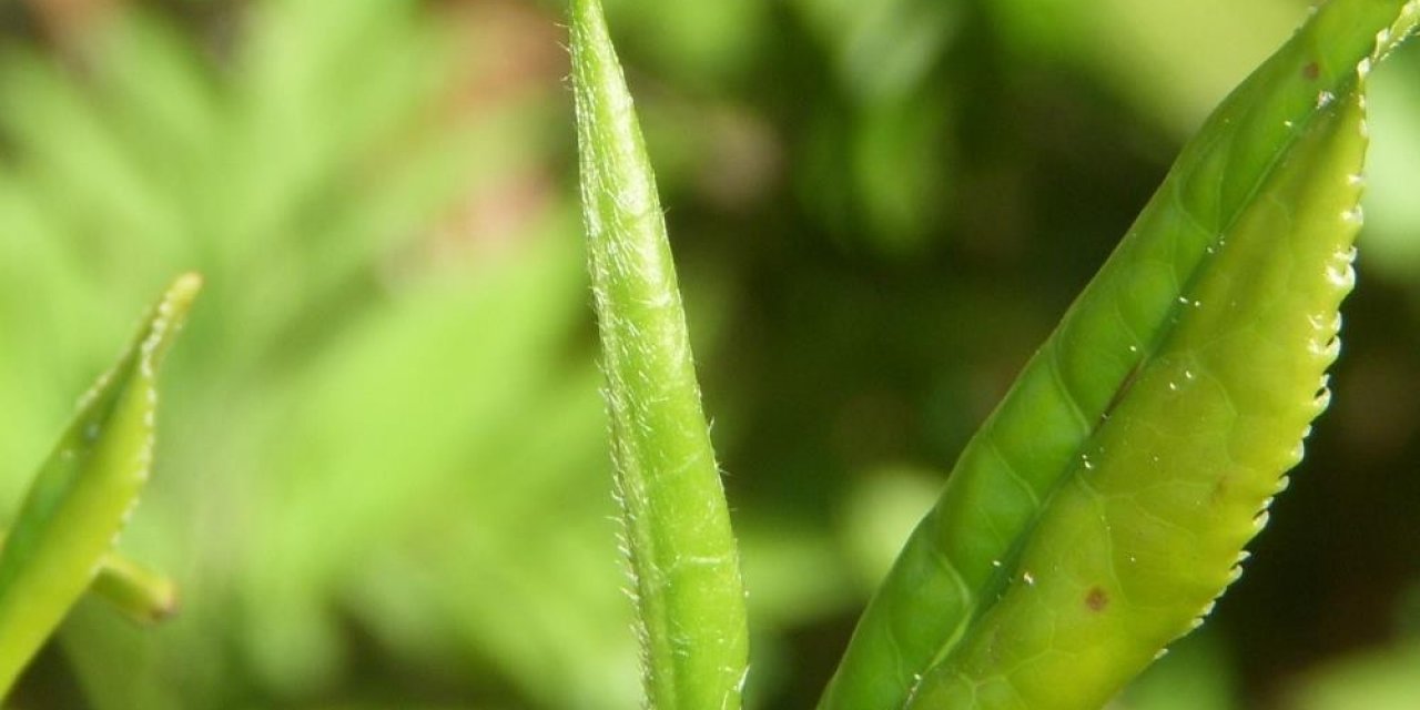 Çay üreticilerine ‘Beyaz çay’ için "Çay tomurcuğu toplayın" çağrısı