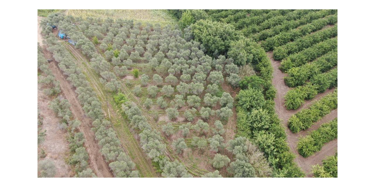 Adana’da 2 bin kök kenevir bitkisi ele geçirildi