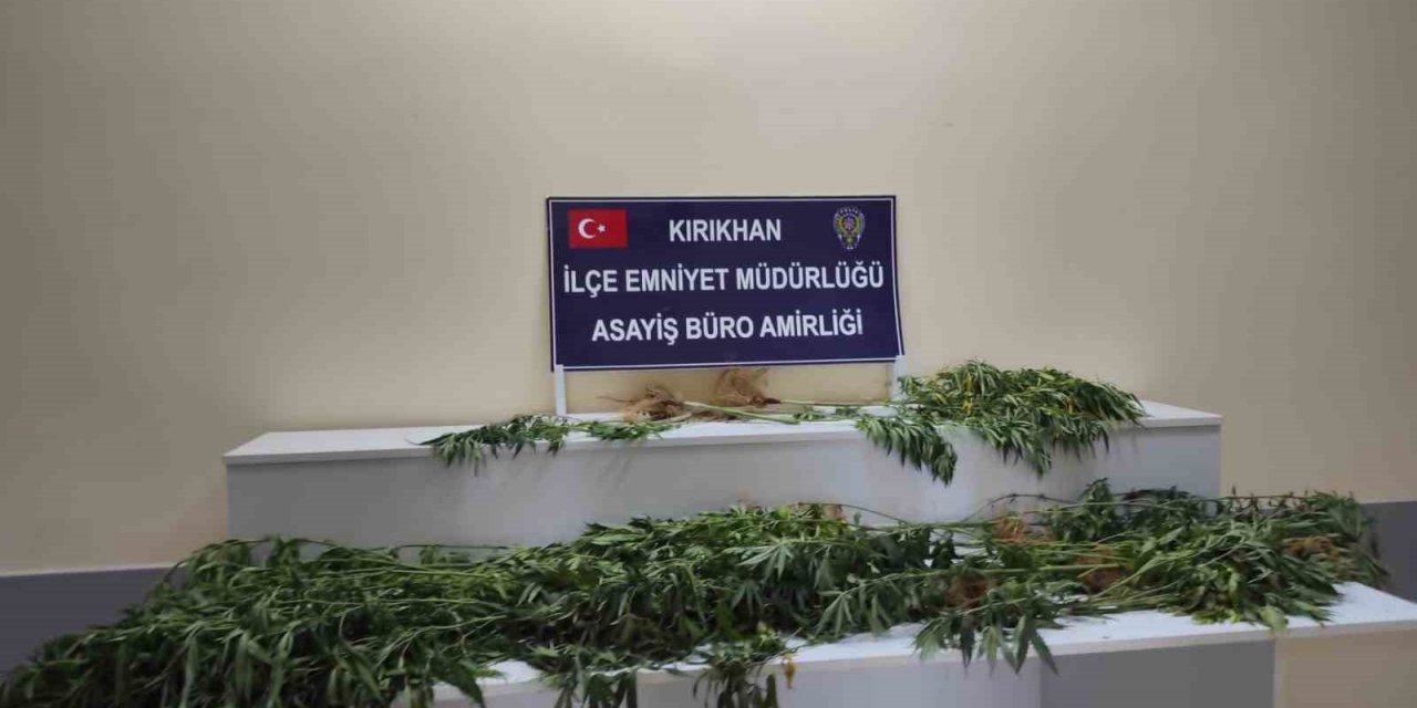 Saksıda yetiştirilen hint kenevirleri ele geçirildi