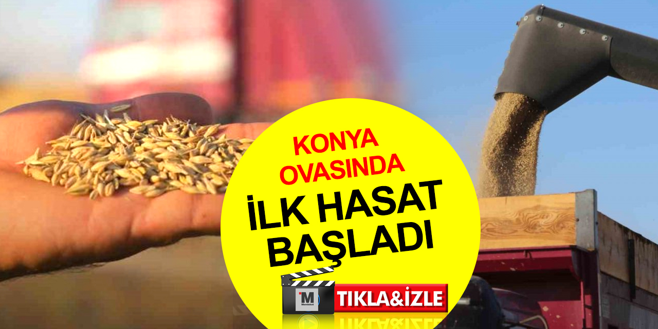 Tahıl ambarı Konya Ovasında arpa hasadı başladı! Nisan yağışları çiftçiyi güldürdü