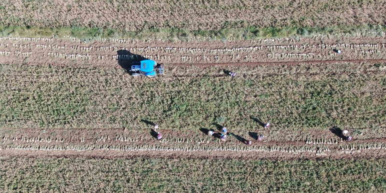 Hasat başladı: Taşköprü sarımsağında 25 bin tonluk rekolte bekleniyor