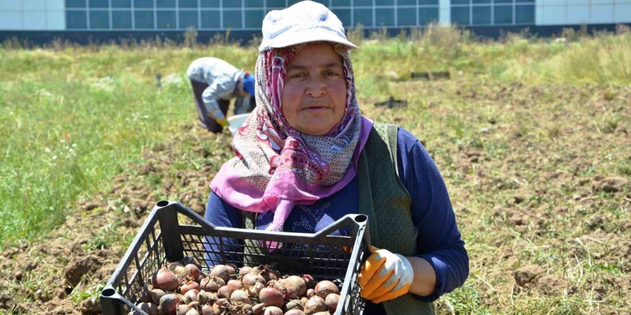 Osmanlı döneminde lale soğanı üretim merkezi olan Ladik’te yumru hasadı
