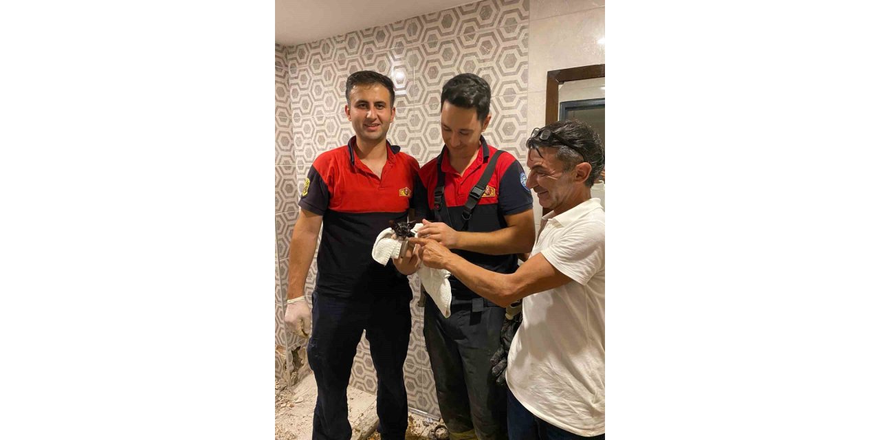 Kediyi görüntüleme cihazıyla tespit ettiler