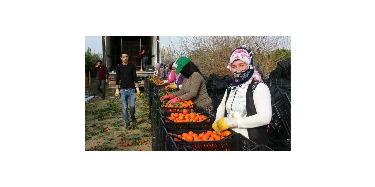 Narenciye işçi fiyatları 447 TL olarak belirlendi