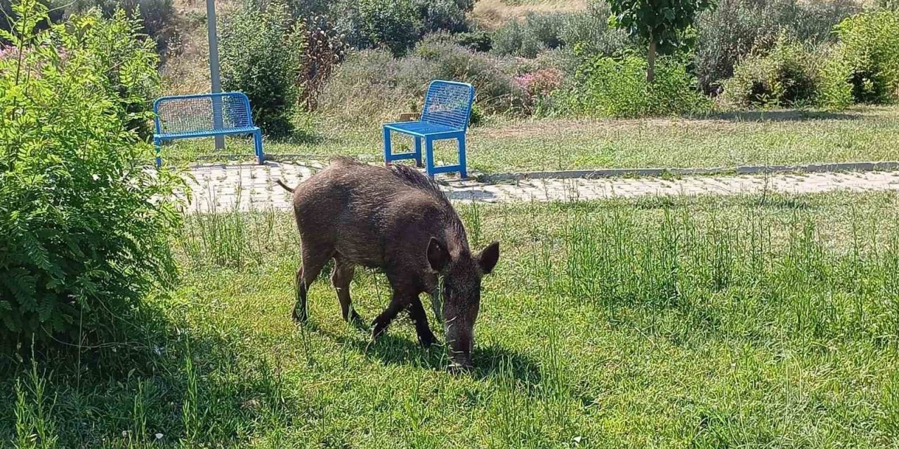 Acıkan domuzlar şehre indi