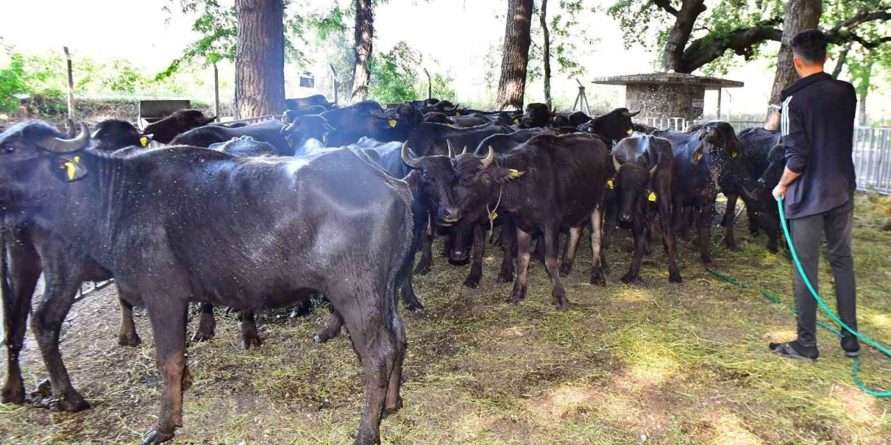 İzmir mozzarellası için üreticiye destek devam ediyor