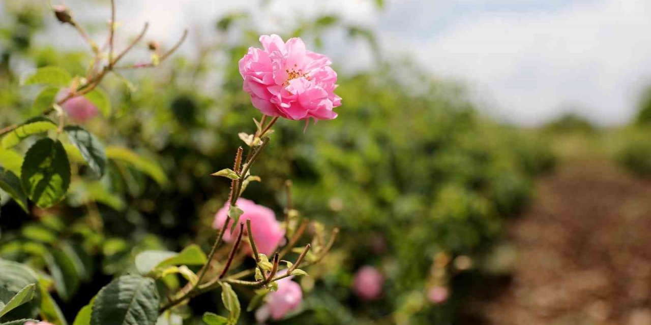 Gül üreticilerinin çilesi bitecek, kazançları artacak