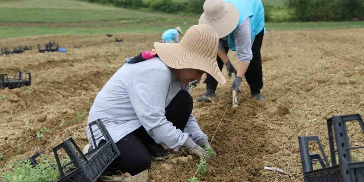 Tıbbi aromatik bitki yetiştiriciliğinde yeni ürün: kekik