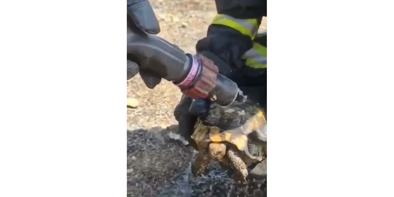 Mahsur kalan kaplumbağaları itfaiye kurtardı