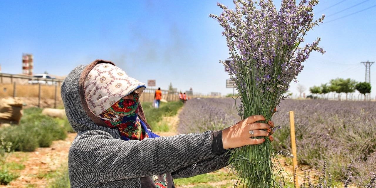 Şanlıurfa’da mor hasat başladı