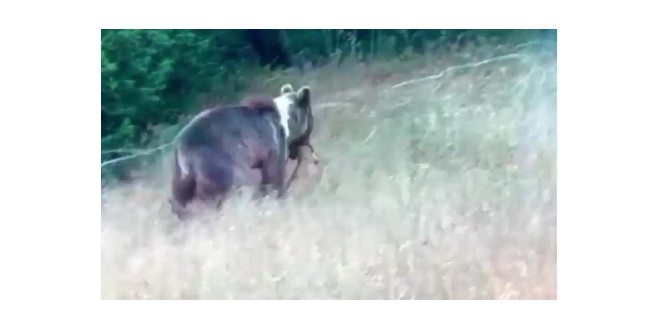 Tunceli’de bozayı, dağ keçisini avladı