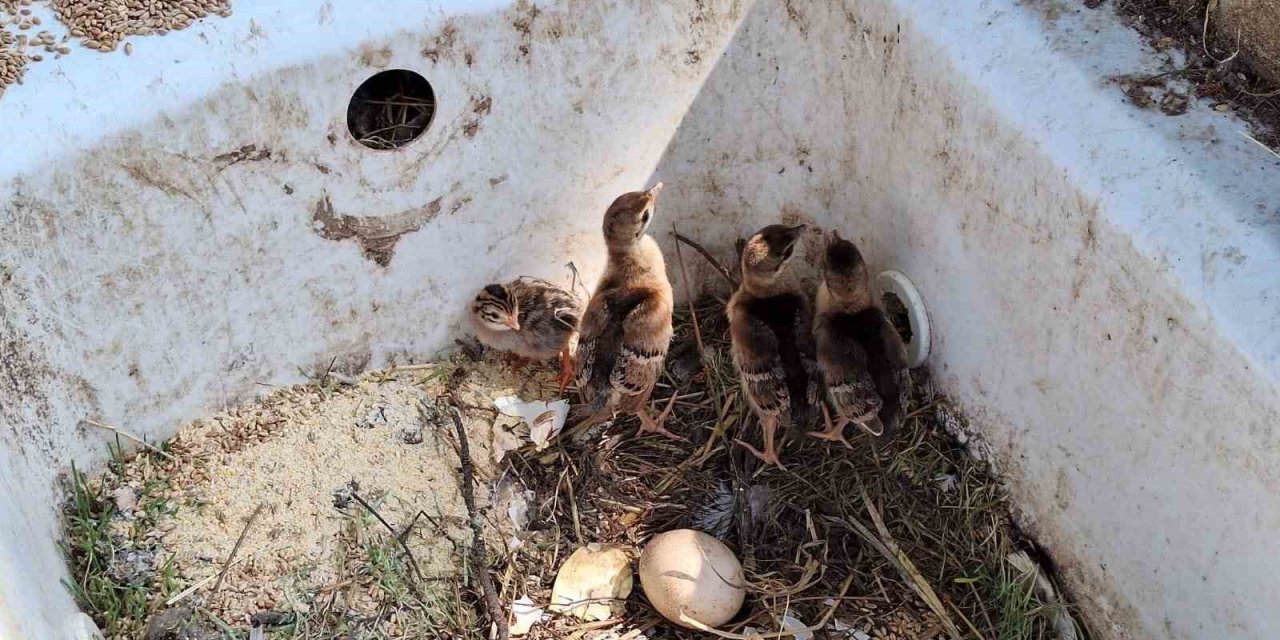 Çınarcık DKMP’de 4 tavus kuşu yavrusu yumurtandan çıktı