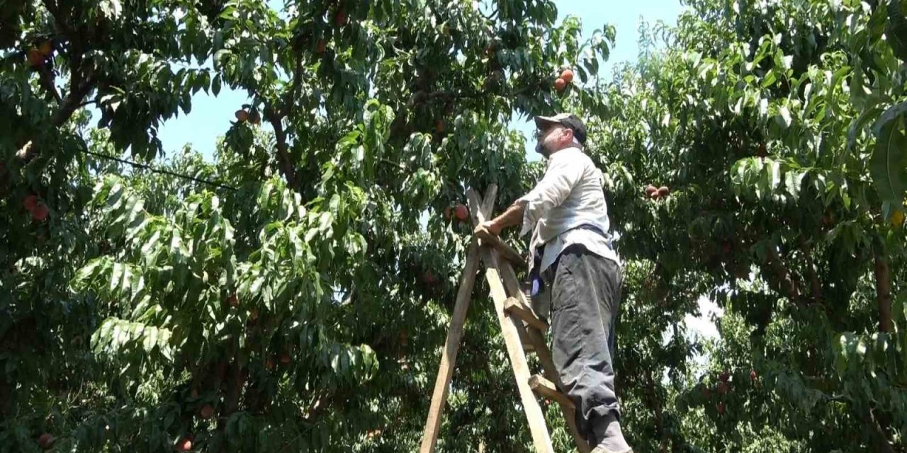 Coğrafi işaretli Bursa şeftalisinin hasadı başladı... Rekolte sıkıntısı var