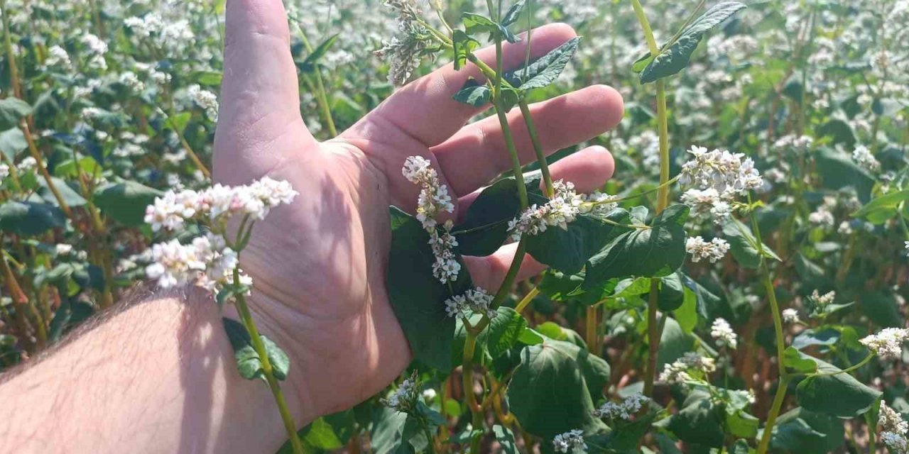 Gölpazarı’nda karabuğdaylar çiçek açtı