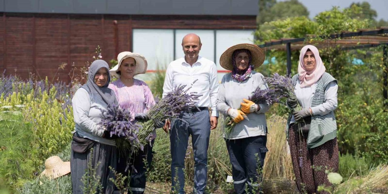 Altınova Belediyesi Tıbbi Aromatik Bitkiler Bahçesi’nde hasat sezonu başladı