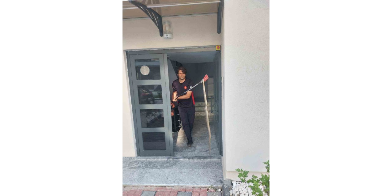 3 buçuk metrelik yılan böyle yakalandı