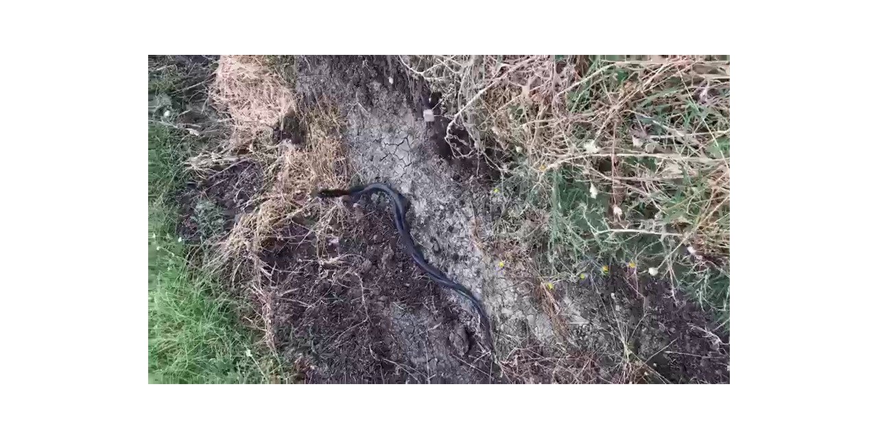Siirt’te yılanların çiftleşme dansı böyle görüntülendi