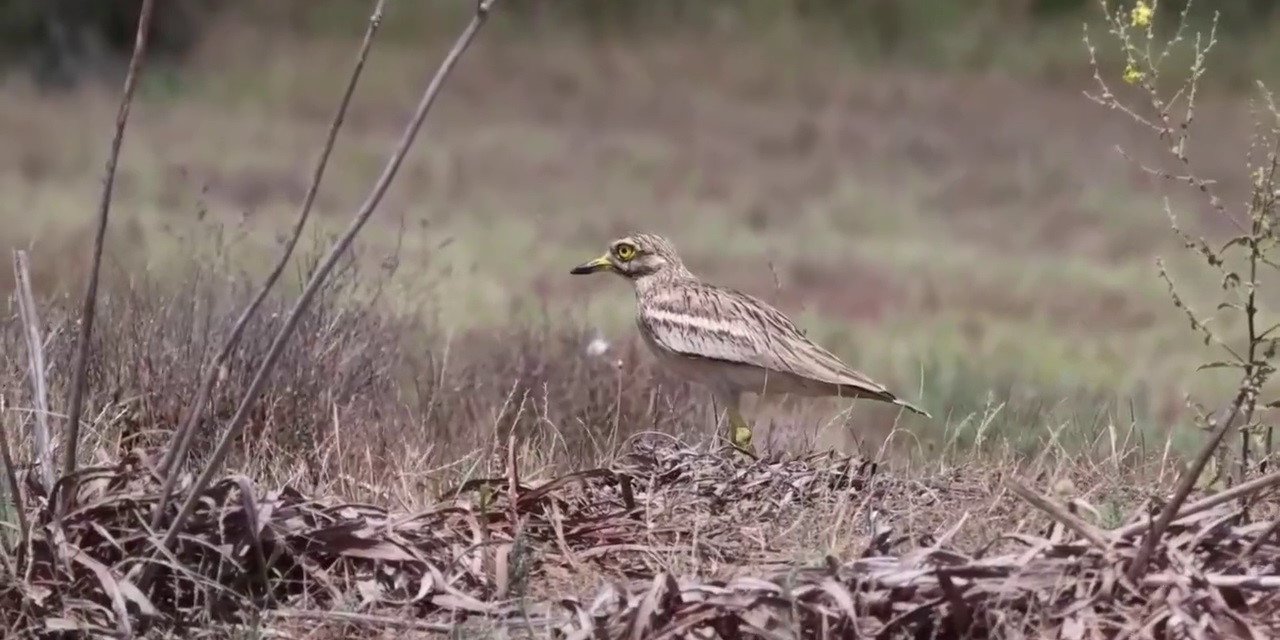 Soyu tehlike altında olan kocagöz Adana’da görüntülendi