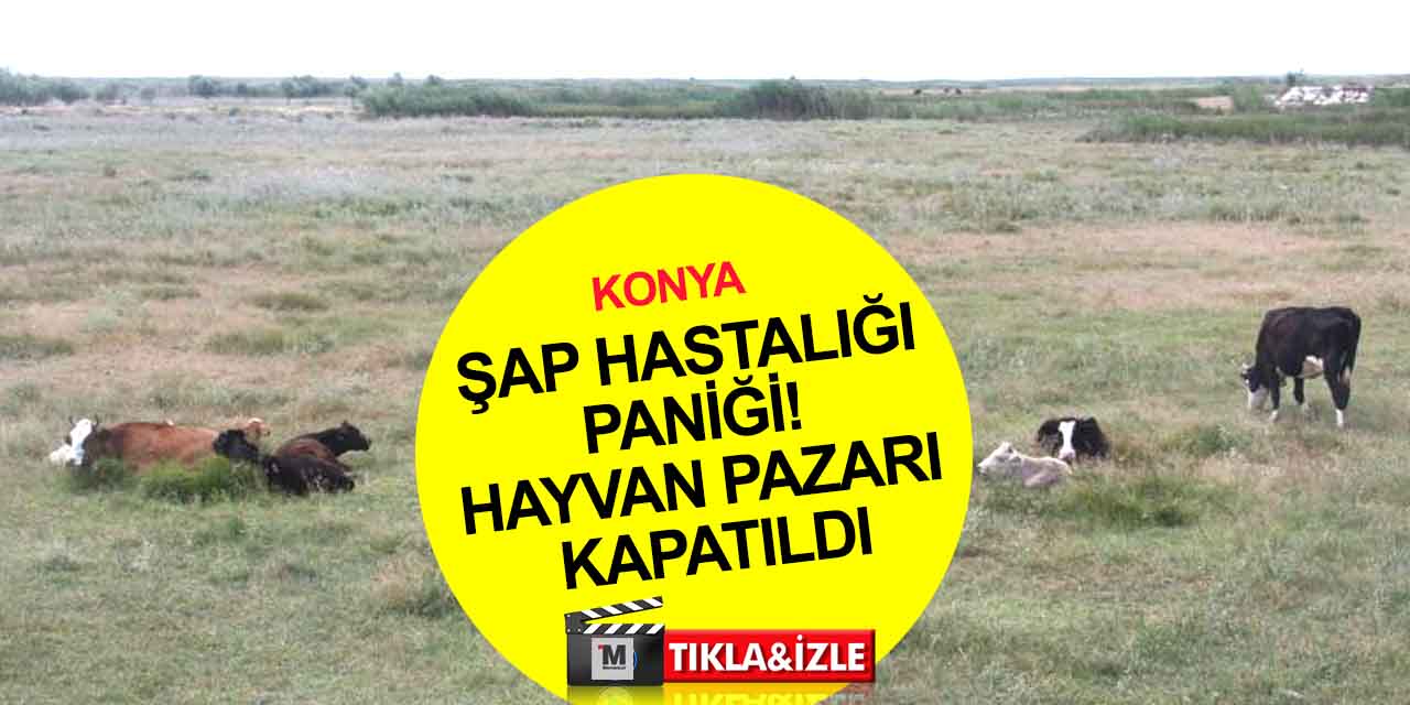 Konya'nın o ilçesinde şap hastalığı paniği! 5 mahallede hayvan hareketliliği yasaklandı, pazar kapatıldı