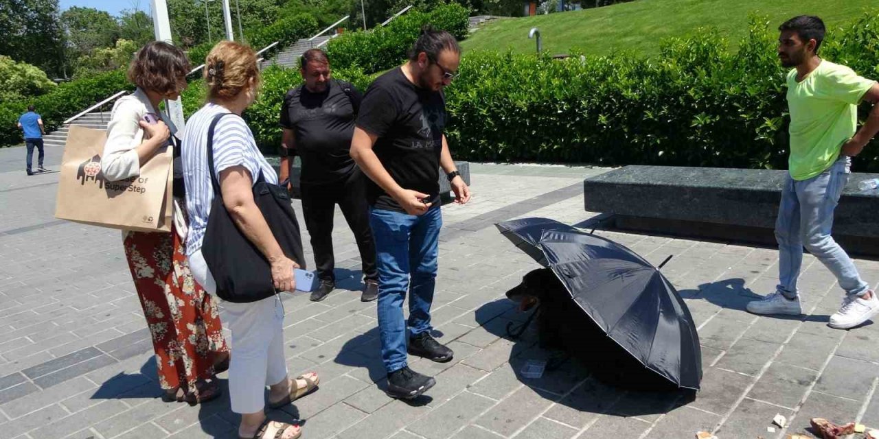 Taksim’de polis ve vatandaşlar yaralı köpek için seferber oldu