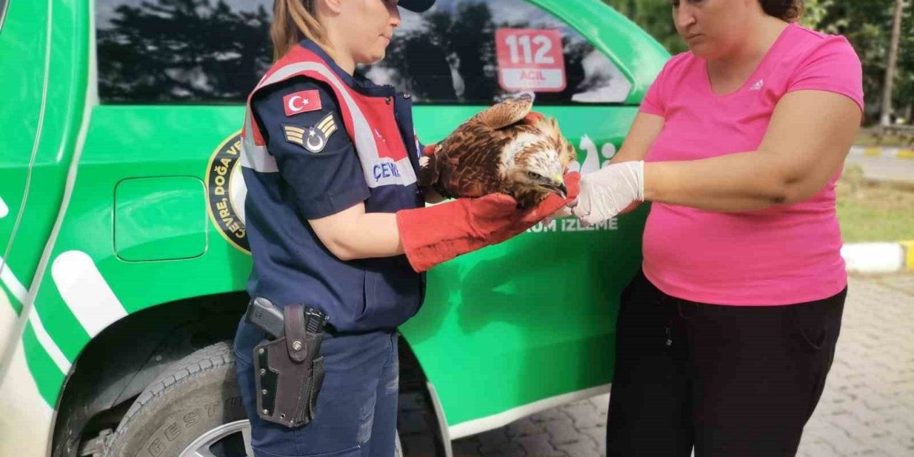 Yaralı halde bulunan şahin tedavi altına alındı