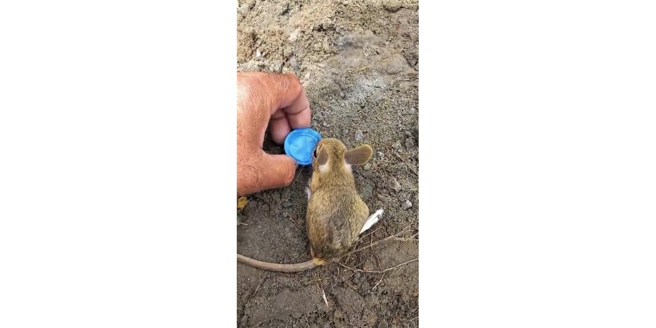 Nesli tükenme tehlikesi altında olan Arap tavşanını önce kurtardı, sonra elleriyle besledi